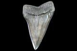 Fossil Mako Shark Tooth - South Carolina #72832-1